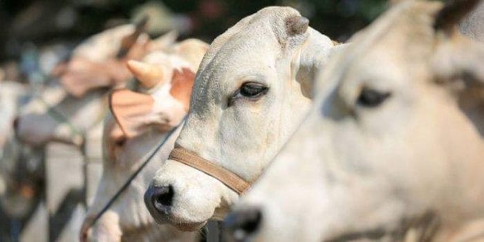 Kementan Optimis Indonesia Bebas PMK Pada Hewan Ternak