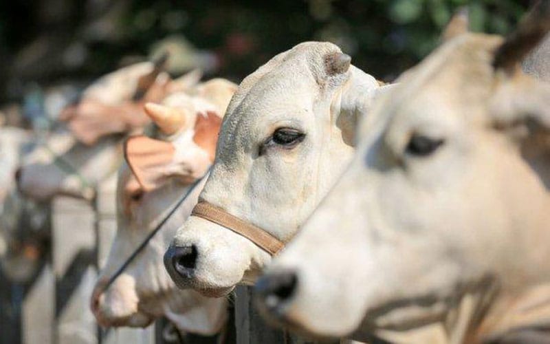 Ilustrasi Hewan Ternak