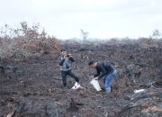 4 Orang Pelaku Pembakaran Hutan Berhasil Dibekuk Polres Dumai