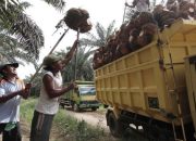 Petani Lesu, Harga Sawit di Sumsel Bulan Ini Turun jadi Rp 2.120/Kg