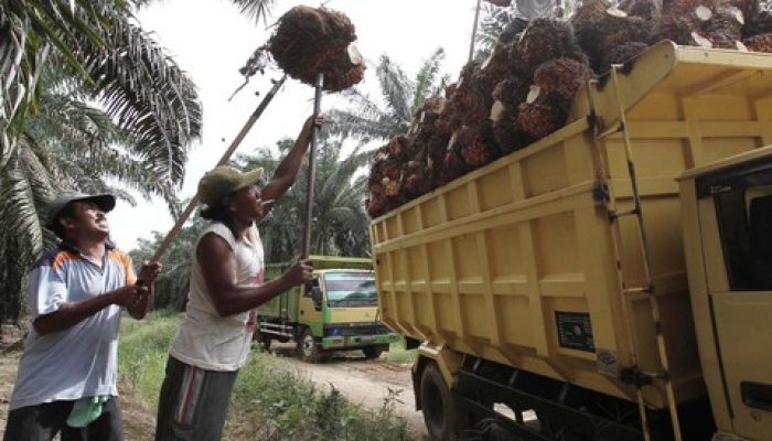 Petani Lesu, Harga Sawit di Sumsel Bulan Ini Turun jadi Rp 2.120/Kg