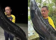 Pemancing di Taiwan Berhasil Tangkap Ikan Gabus Seberat 19,2 Kg