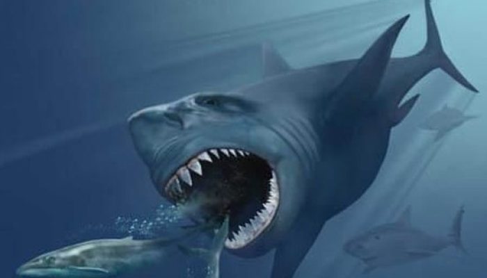 Megalodon Masih Hidup? Begini Faktanya