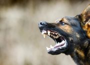 Setelah di Gigit Anjing, Berikut Daftar Gejala Rabies