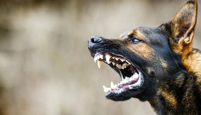 Setelah di Gigit Anjing, Berikut Daftar Gejala Rabies