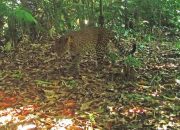 Bikin Merinding, Penampakan Sosok Macan Tutul di Dekat Rumah Warga Terekam Kamera