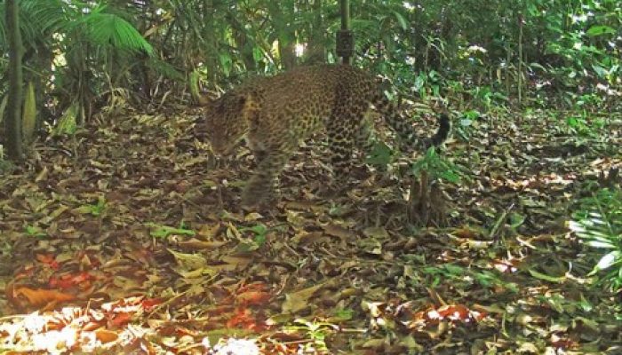 Bikin Merinding, Penampakan Sosok Macan Tutul di Dekat Rumah Warga Terekam Kamera