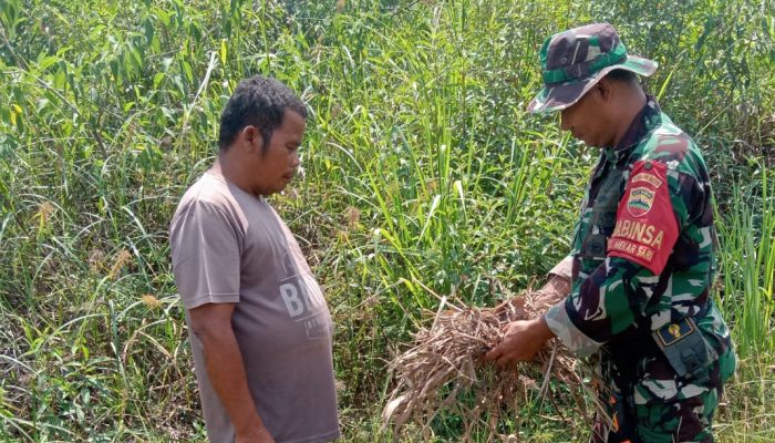 Sosialisasi Waspada Karhutla Pada Petani Ubi, ini yang Dilakukan Babinsa Kodim Dumai