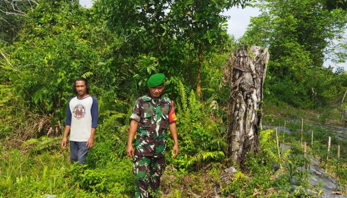 Kembali! Babinsa Kodim Dumai Dampingi Warga Budidaya Ikan Mas