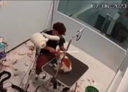 Siksa Anjing Sampai Mati, Video Viral Karyawan Pet Shop di Batam