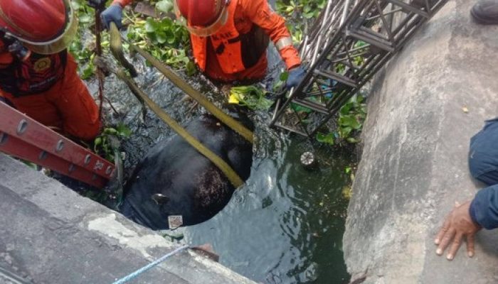 Seekor Sapi Brahma di Surabaya Tercebur ke Waduk