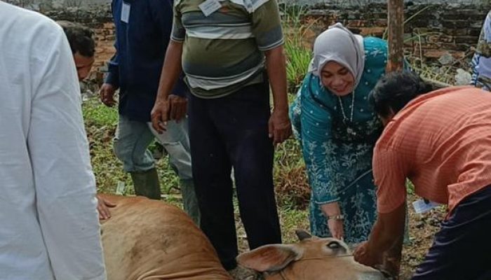 Idul Adha 2023: Hj Yanti Komala Sari Salurkan Hewan Kurban di Beberapa Masjid Dumai