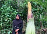 Mencapai 2 Meter, Bunga Bangkai Raksasa Muncul di Sijunjung Sumbar