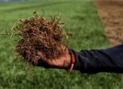 Heboh Renovasi JIS, Ini Beda Rumput Stadion Standar FIFA dan Rumput Taman