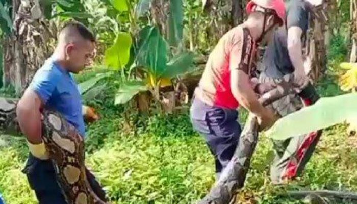 Tidur di Kebun, Siswa SD Tewas Dililit Ular Sepanjang 5 Meter