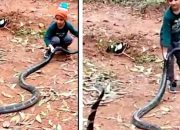 Viral Video Bocah Main Bareng King Cobra Raksasa Bikin Heboh Warganet