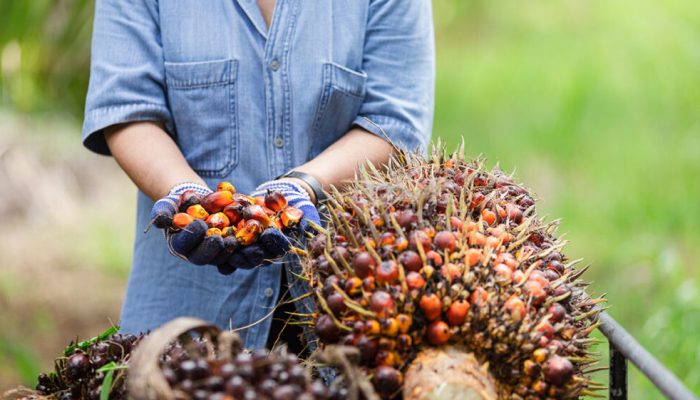 Harga Sawit Hari ini Naik, Jadi Segini