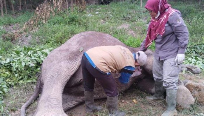 Gajah Sumatera Ditemukan Mati di Pelalawan, Diduga Diracun