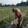 Kepada Petani, Sertu Sareh Berikan Langkah yang Dilakukan dalam Penyemprotan