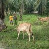 Babinsa Kampung Baru Pantau Peternakan di Wilayah