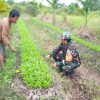 Tingkatkan Produktivitas, Koramil 03 Beri Dukungan ke Petani