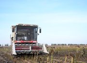 Small Chinese city reaps global success with sunflowers