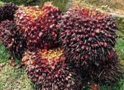 Tandan Buah Segar
