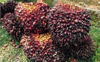 Tandan Buah Segar
