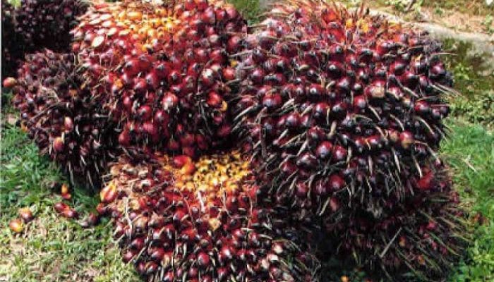 Harga TBS Sawit Riau Naik, Petani Dapat Rp 3.428 per Kilogram