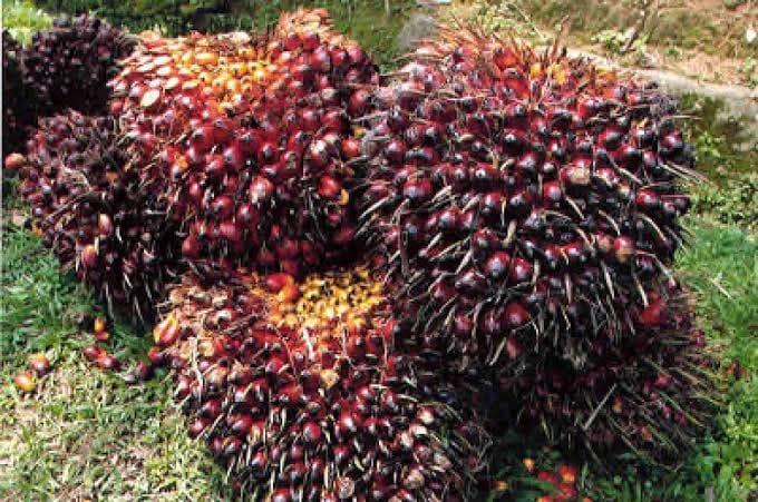 Tandan Buah Segar