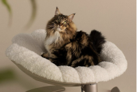 Tavo Unveils the Shell – A Pet’s Elevated Sanctuary of Comfort and Style