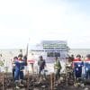 Pertagas Wujudkan Kepedulian Lingkungan dengan Penanaman Mangrove di Dumai Barat
