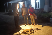 Sembilan Warga Pekanbaru Digigit Anjing Liar, Dinkes Pastikan Korban Dapat Vaksin Rabies