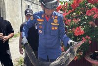 Tanggapi Laporan 112, Damkar Bergerak Cepat Tangkap Biawak 13 30885789078 img 20251118 wa0010