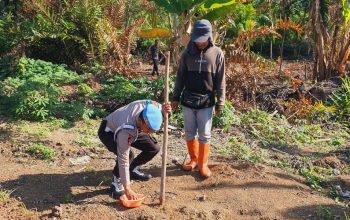 Dukung Ketahanan Pangan Nasional, Polsek KSKP Dumai Pantau Pertumbuhan Jagung Bersama Petani 3 IMG 20260601 150603