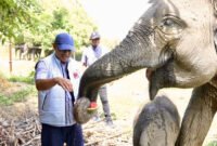 Oktober 2026: Momentum Menjemput Hak Ekologis Gajah di SM Sebanga