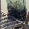 Juungar Banner: Building a “Reserve of Seed Crabs” on Saline-Alkali Flats